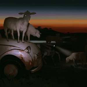 ©tomas-osang-muir-sheepcolorfinal (1)